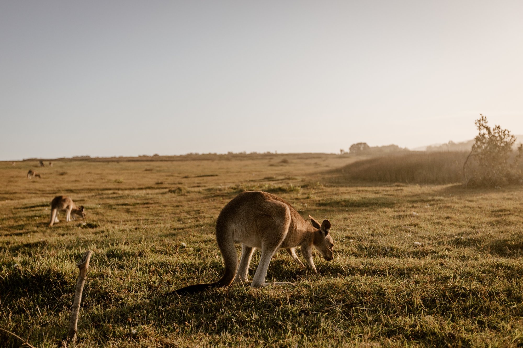 kangaroo-eating-grass